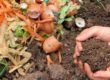 déchets compost