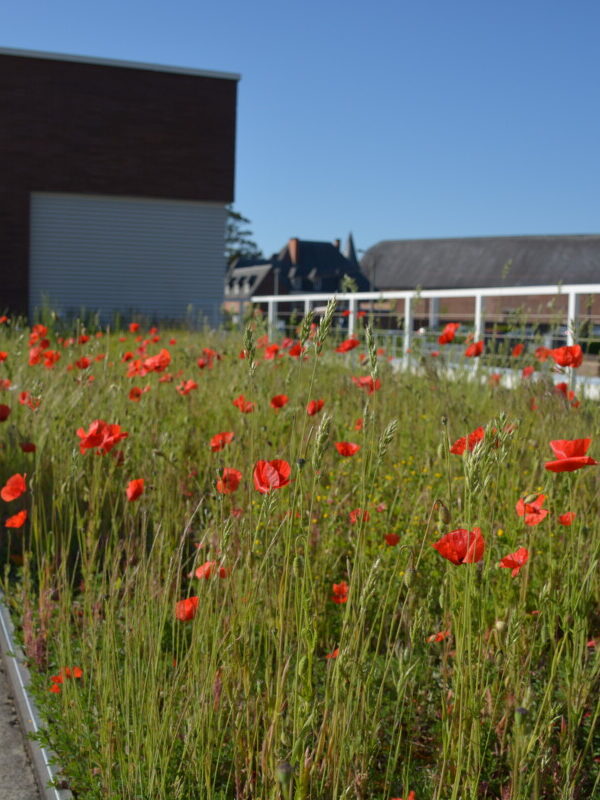 Toiture végétalisée Toiture végétalisée