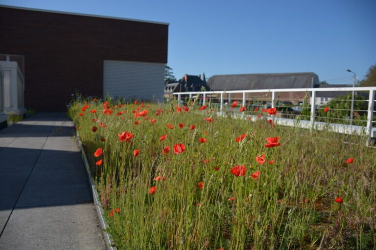 Toiture végétalisée