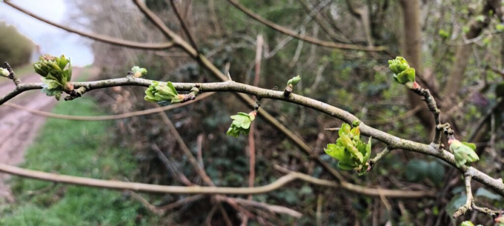 bourgeons