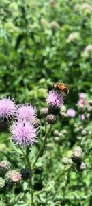 fleur et abeille