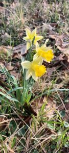 fleur jaune