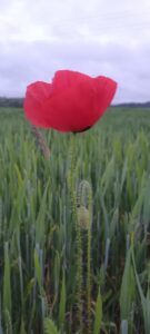 fleur rouge