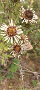 fleurs et papillon