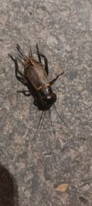 insecte