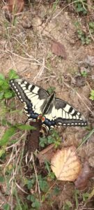 papillon